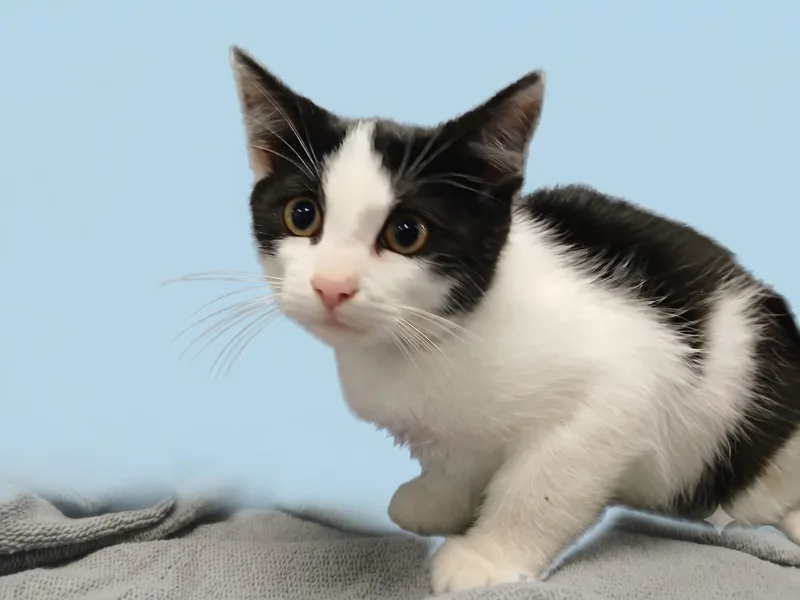 A baby small-sized male Domestic Short Hair cat named Emmett for adoption in Los Angeles, CA