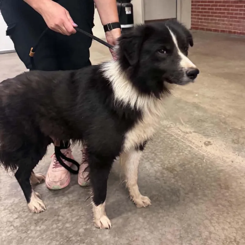 An adult medium-sized male Black Mixed Breed dog named Baxter for adoption in Edwardsville, IL