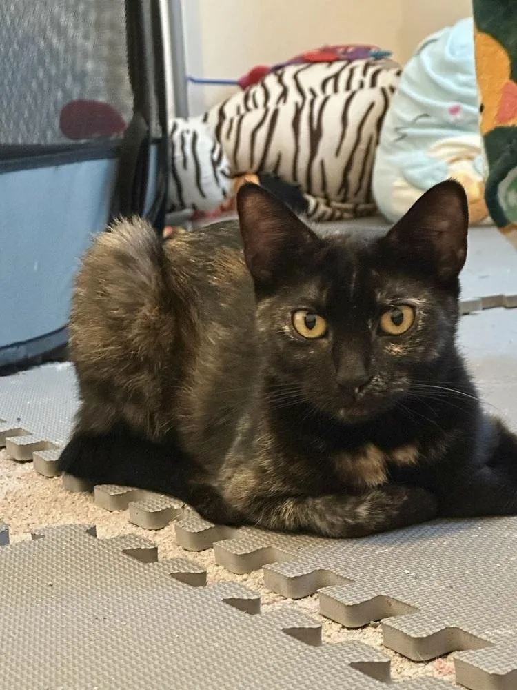 A young small-sized female Domestic Short Hair cat named Bella for adoption in Patchogue, NY