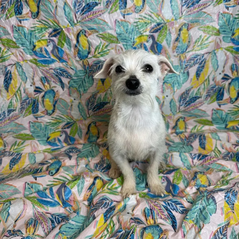 A senior small-sized female White / Cream Terrier dog named Rasputia for adoption in Fresno, CA