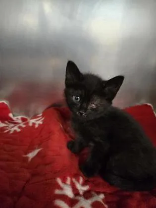 A baby small-sized male Domestic Short Hair cat named Zoom for adoption in Roseville, CA