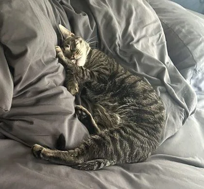 An adult small-sized male Domestic Short Hair cat named Blu The Cat for adoption in West Chester, PA