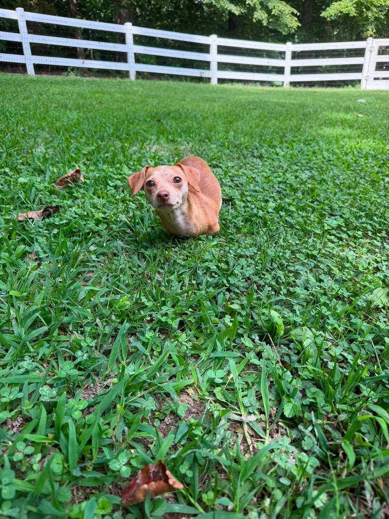 Bunny thumbnail 2
