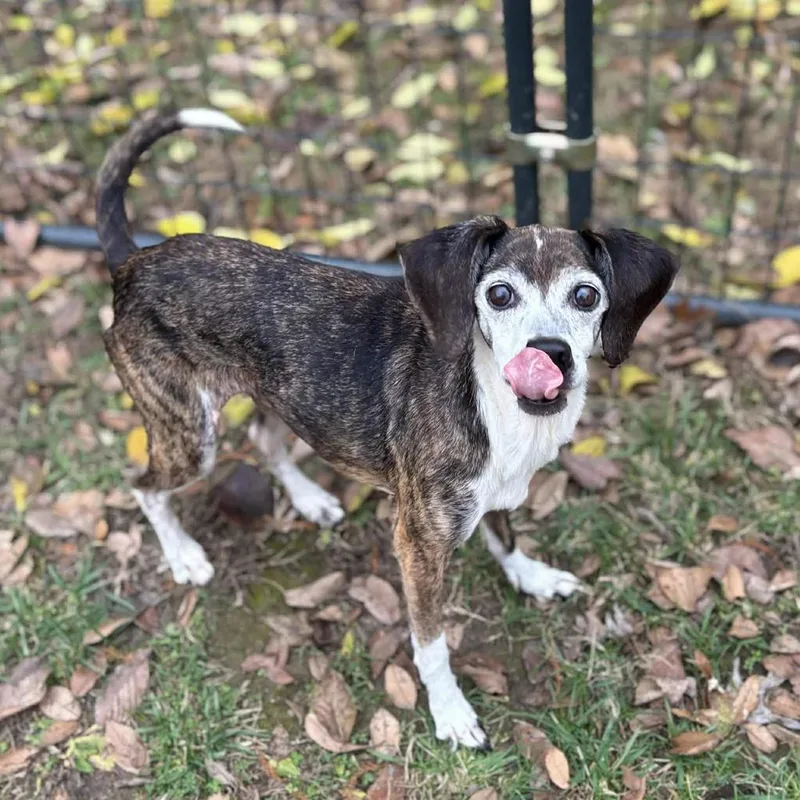 A senior small-sized female White / Cream Beagle dog named Addy for adoption in Godfrey, IL