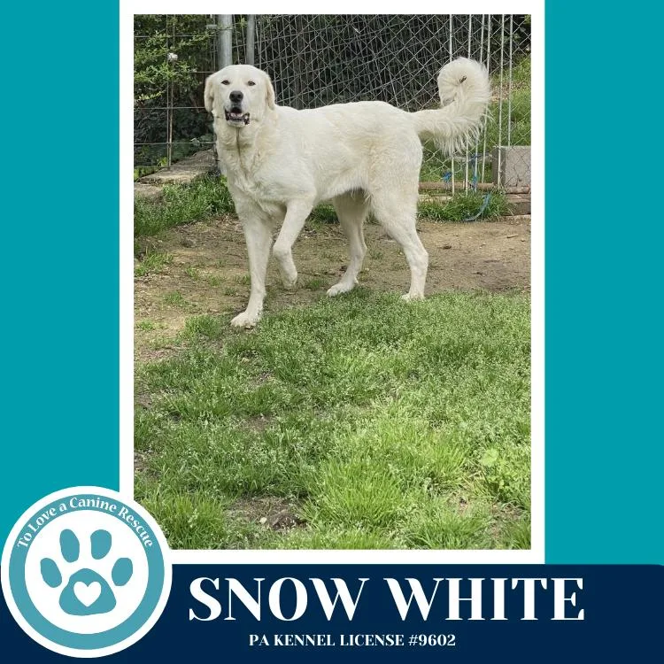 An adult large-sized female White / Cream Great Pyrenees dog named Snow White for adoption in Kimberton, PA