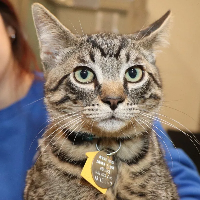 A baby small-sized male Domestic Short Hair cat named Brunson for adoption in Port Washington, NY