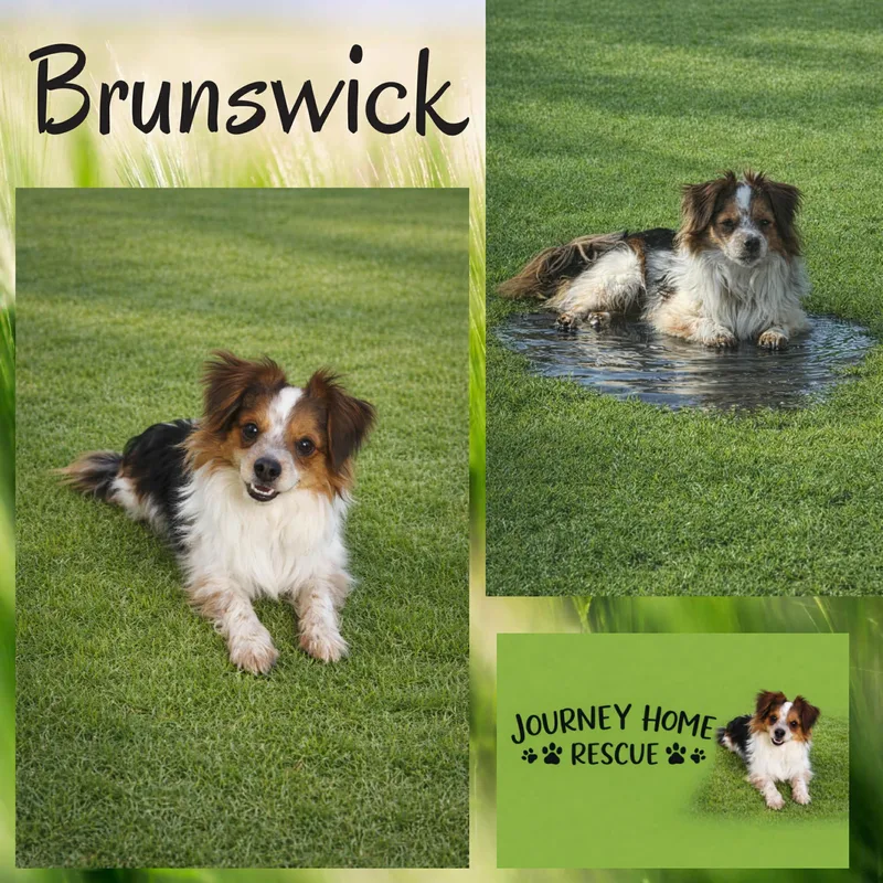 An adult small-sized male Tricolor (Brown, Black, & White) Australian Shepherd dog named Brunswick for adoption in East Wenatchee, WA