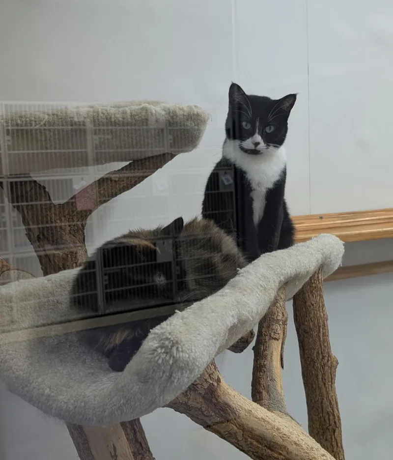 Brinley & Melba thumbnail 2