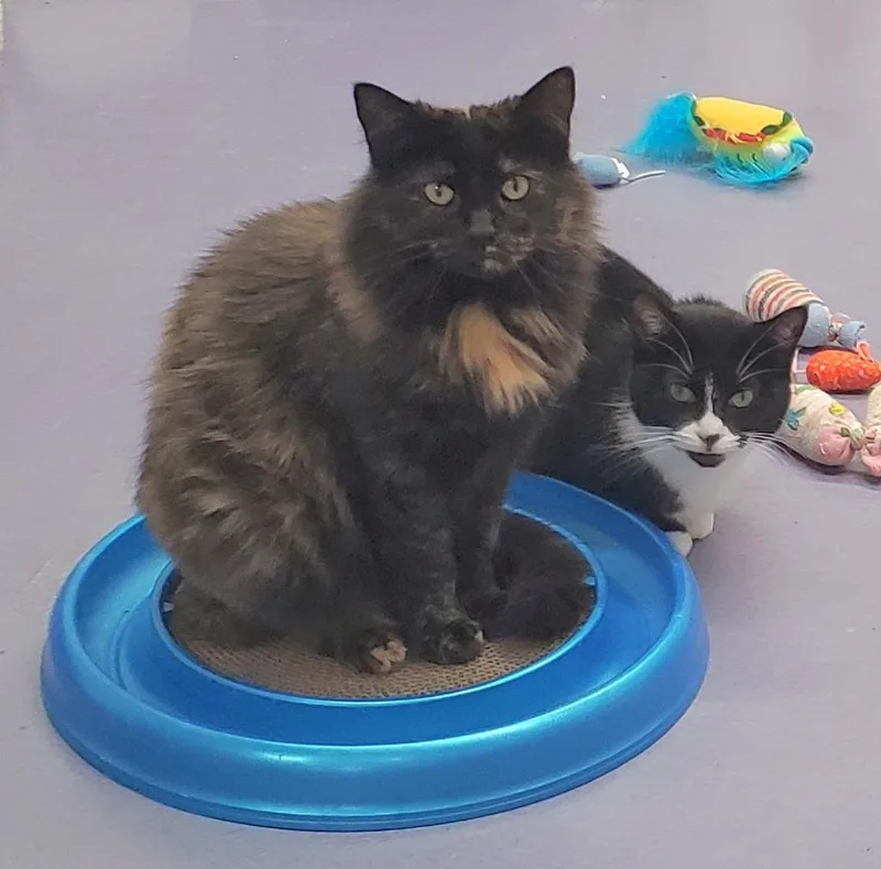 Brinley & Melba thumbnail 5