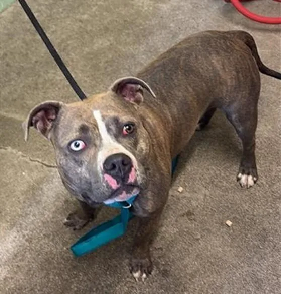 A young medium-sized female Pit Bull Terrier dog named Moo Moo for adoption in Sacramento, CA