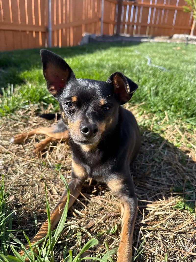 An adult small-sized male Black Miniature Pinscher dog named Joon for adoption in Pasco, WA