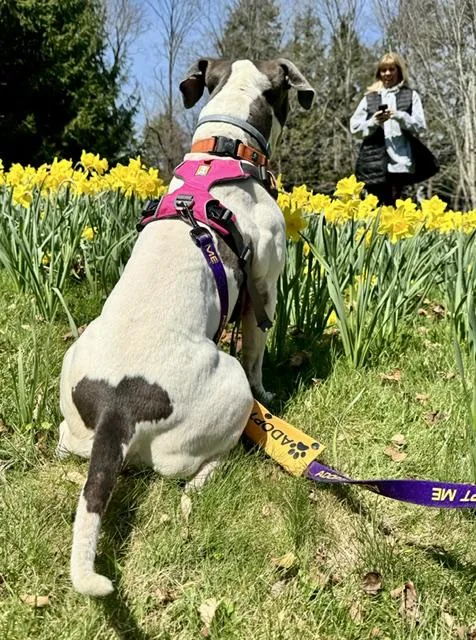 An adult large-sized female Pit Bull Terrier dog named Ellie for adoption in Stamford, CT
