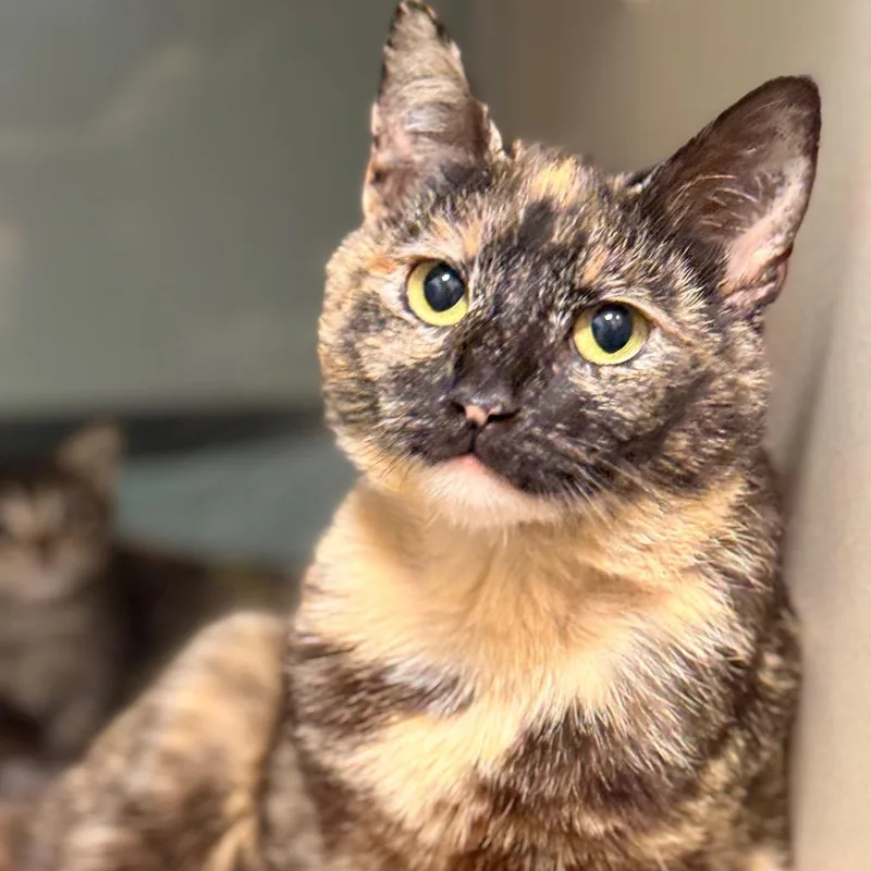 An adult medium-sized female Domestic Short Hair cat named Lorelai for adoption in Cumming, GA