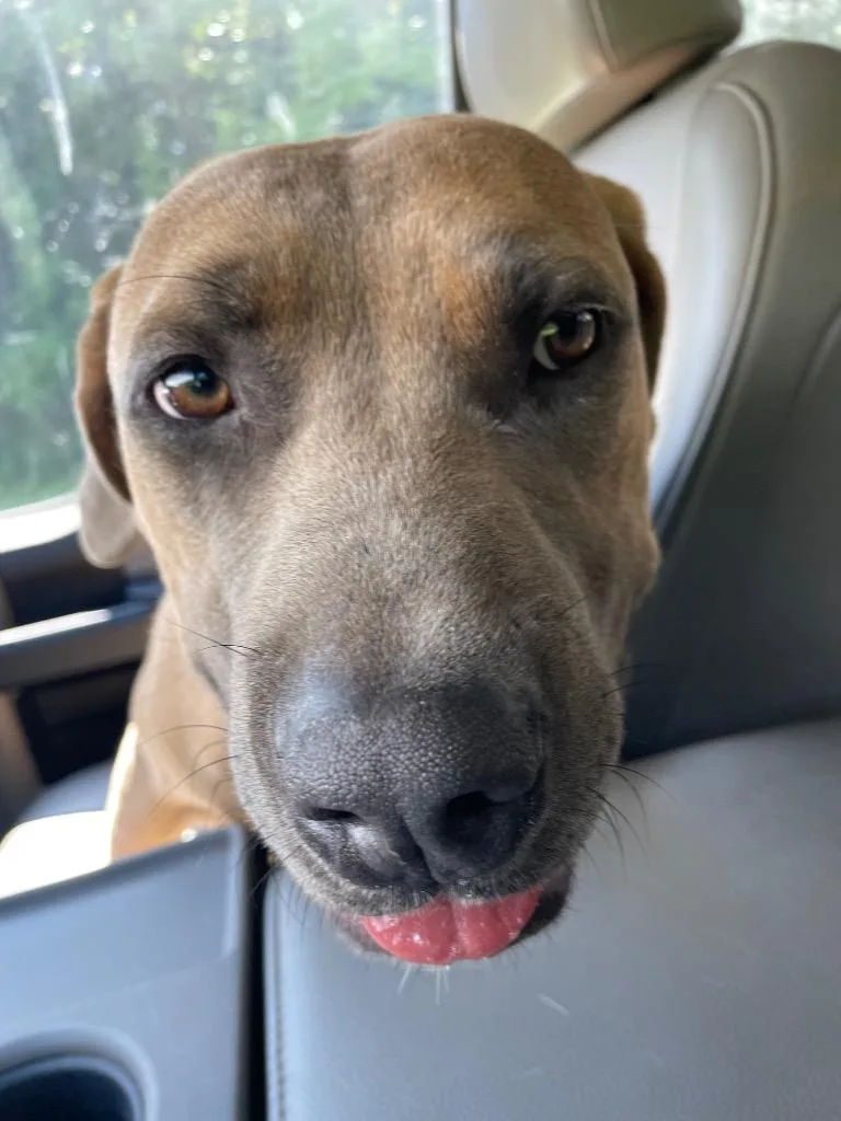 A baby medium-sized male Mixed Breed dog named Ike for adoption in Columbia, TN