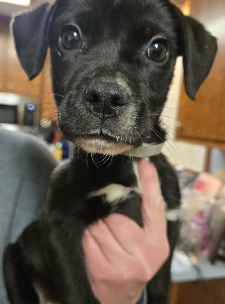 A baby medium-sized male Tricolor (Brown, Black, & White) Boxer dog named Roan for adoption in Pottstown, PA