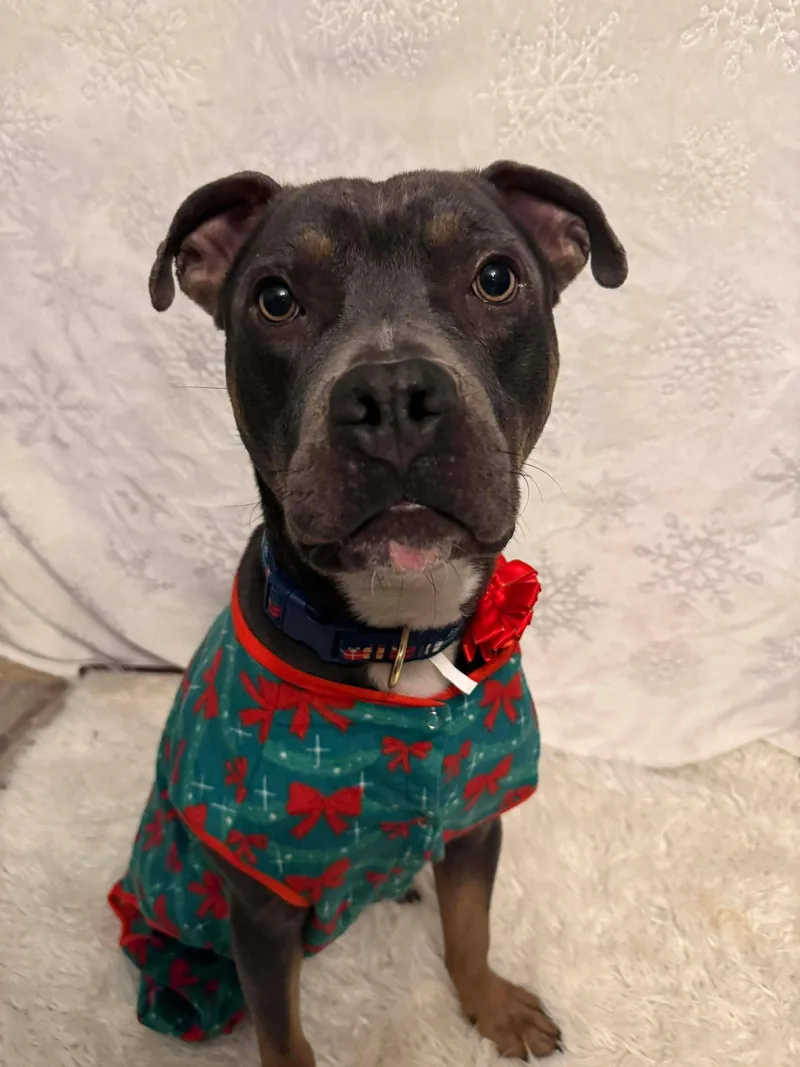 A young medium-sized male Pit Bull Terrier dog named Spaetzle for adoption in Germantown, OH