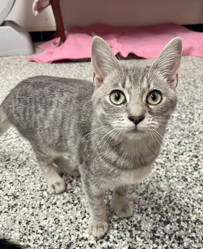 A young medium-sized female Gray / Blue / Silver Tabby cat named Chloe for adoption in Sautee Nacoochee, GA
