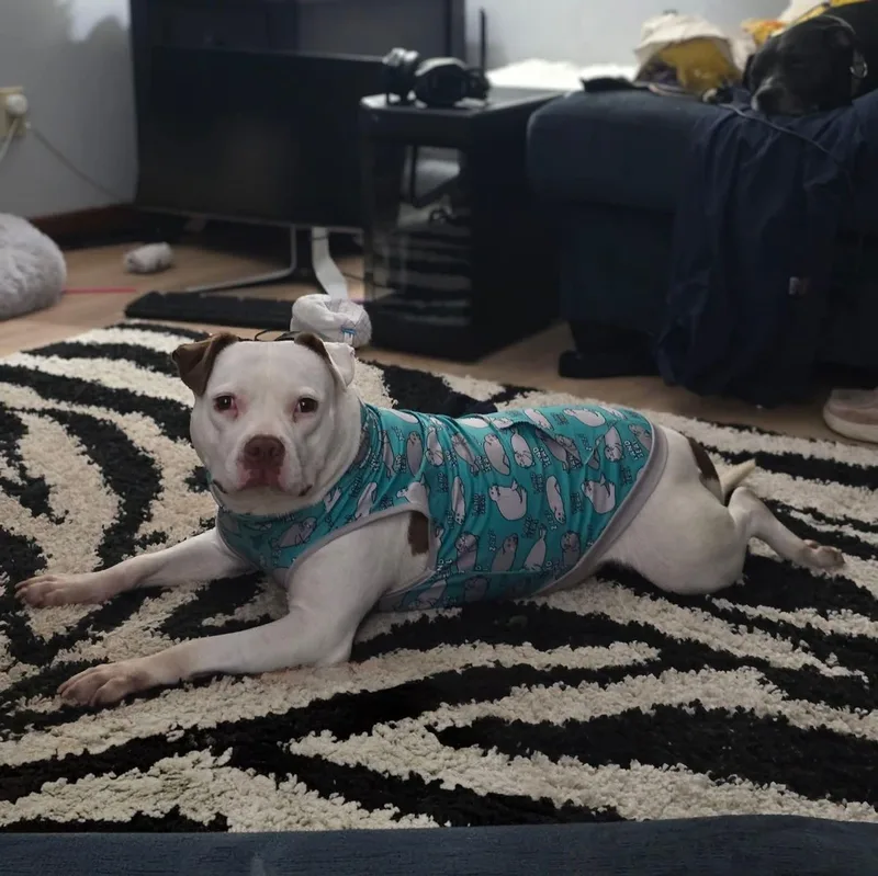 Suzie thumbnail 4