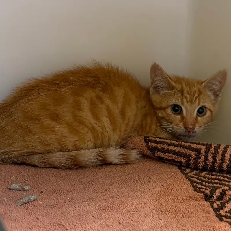 A baby small-sized male Orange / Red Domestic Short Hair cat named 71634 for adoption in Harrisonburg, VA
