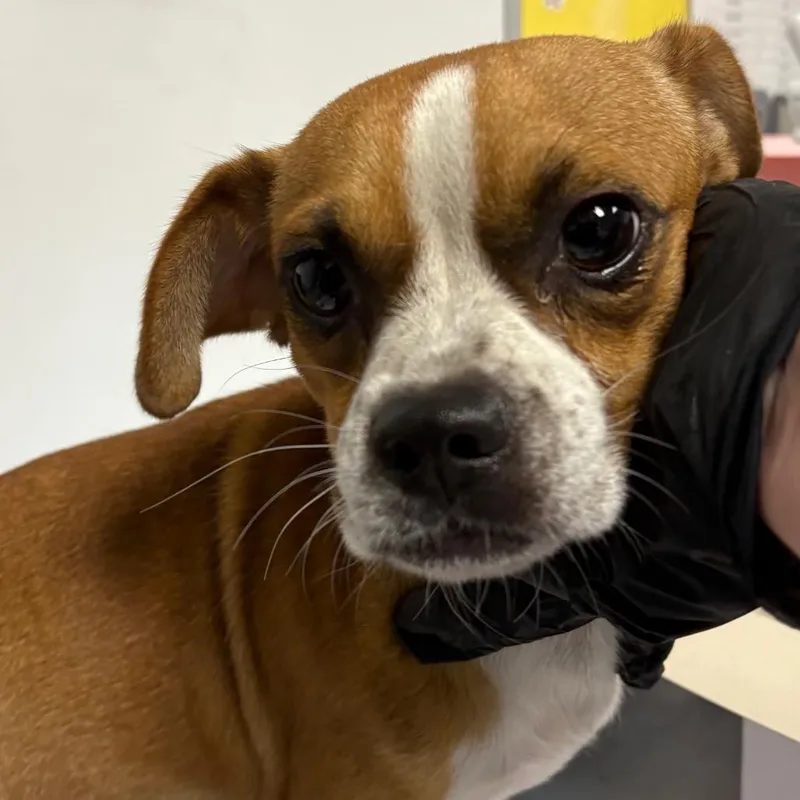 An adult medium-sized male Brown / Chocolate Chihuahua dog named Blaze for adoption in Yuma, AZ