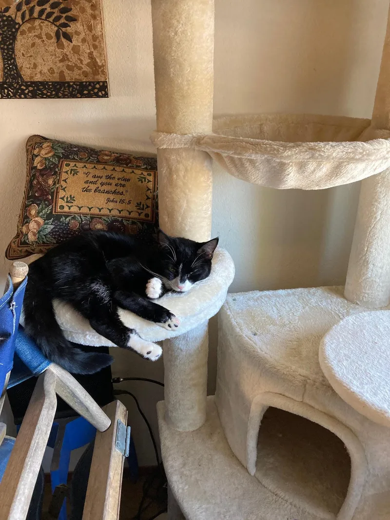 An adult medium-sized female Domestic Short Hair cat named Shirley for adoption in Davis, CA