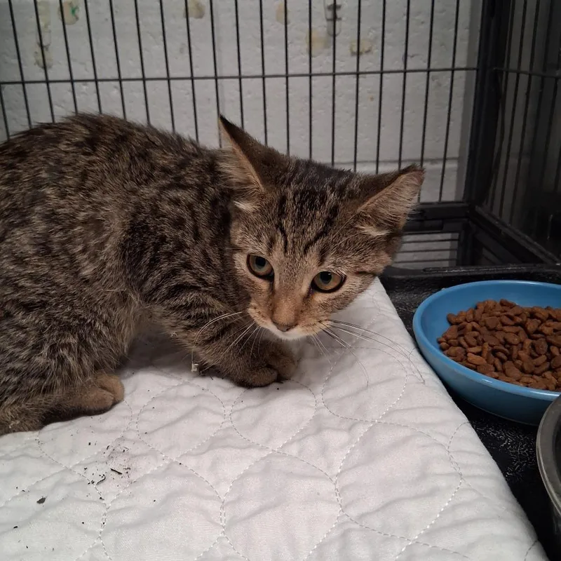 A baby small-sized female Brown / Chocolate Domestic Short Hair cat named UniverseC for adoption in East Saint Louis, IL