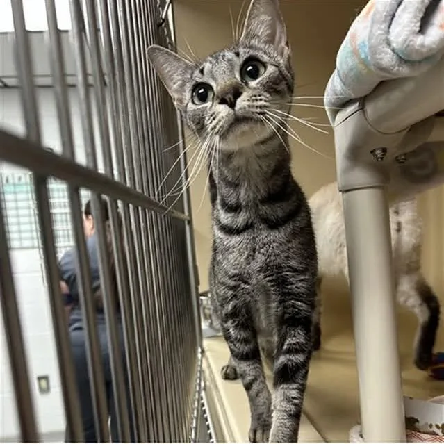 A baby medium-sized female Gray / Blue / Silver Domestic Short Hair cat named Mulan for adoption in Mooresville, NC