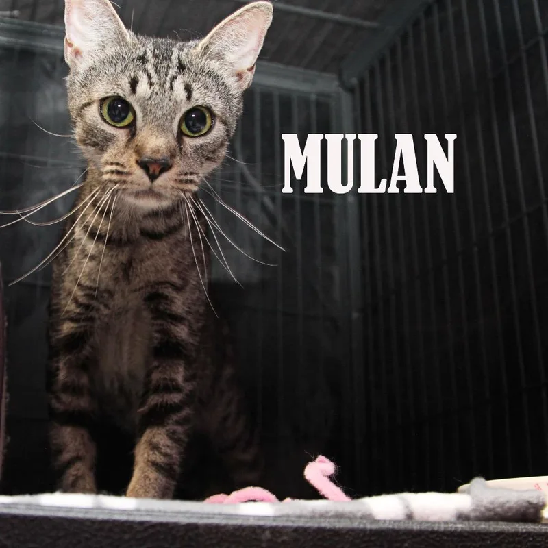 Mulan thumbnail 2