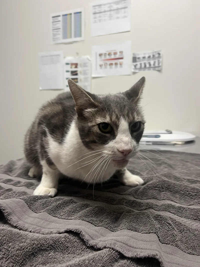 An adult extra large-sized male Domestic Short Hair cat named Thomas for adoption in Chico, CA
