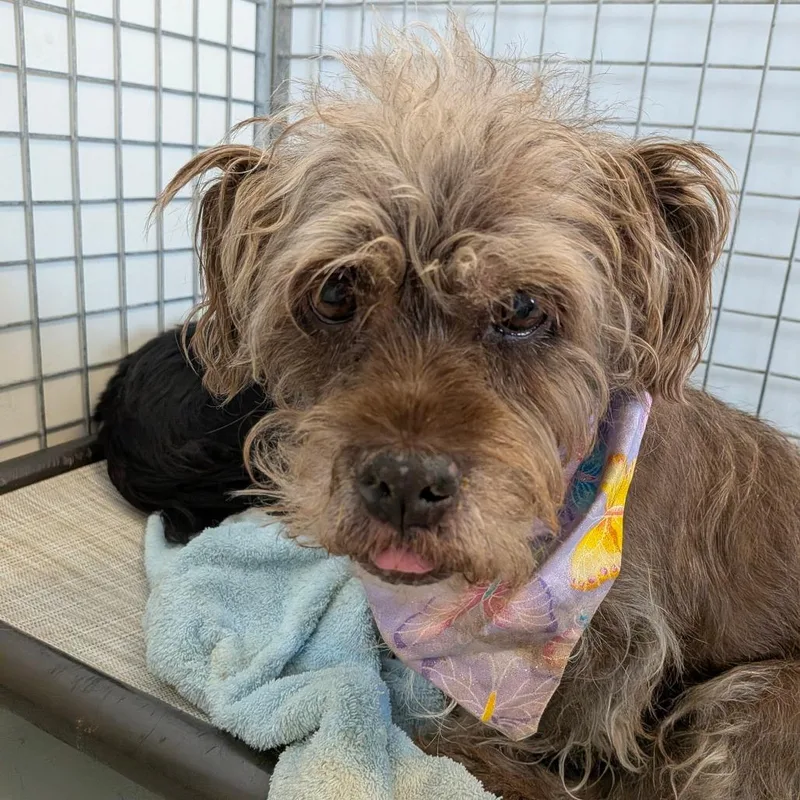 A senior medium-sized female Brown / Chocolate Wheaten Terrier dog named Coco for adoption in Chico, CA