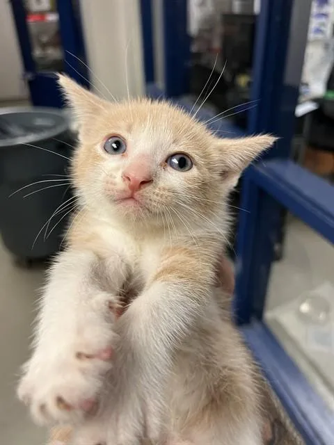 A baby small-sized female Domestic Short Hair cat named South for adoption in Miami, FL
