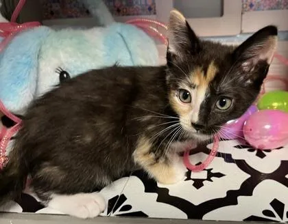 Callie