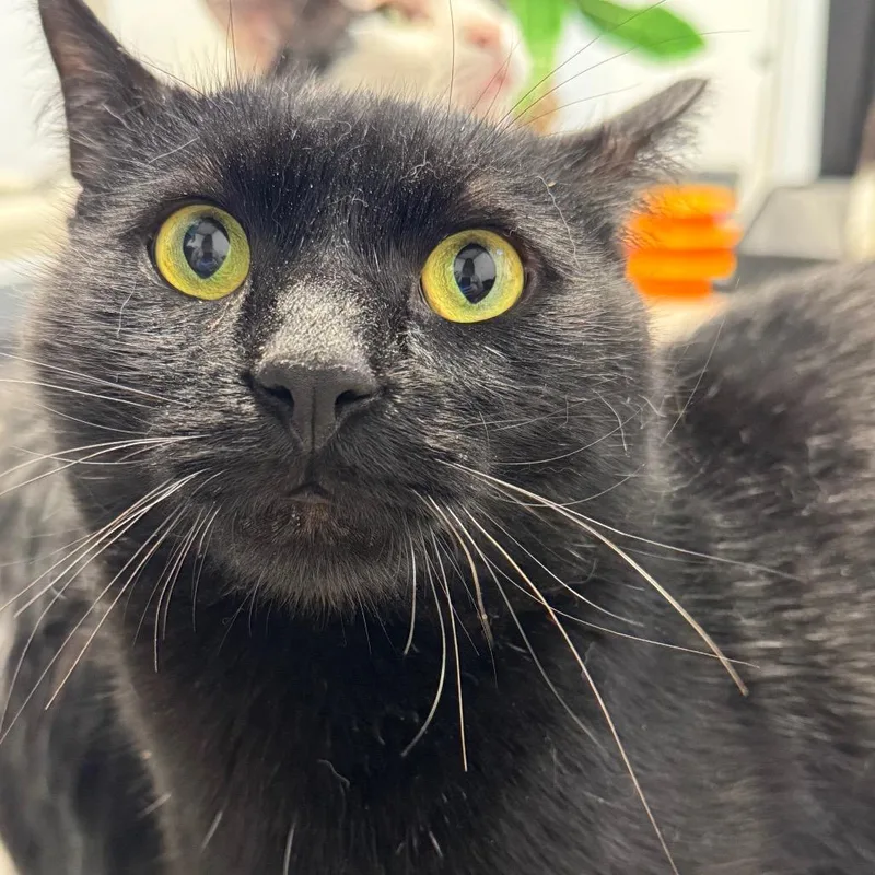An adult large-sized male Domestic Short Hair cat named Larry ARC for adoption in Akron, NY