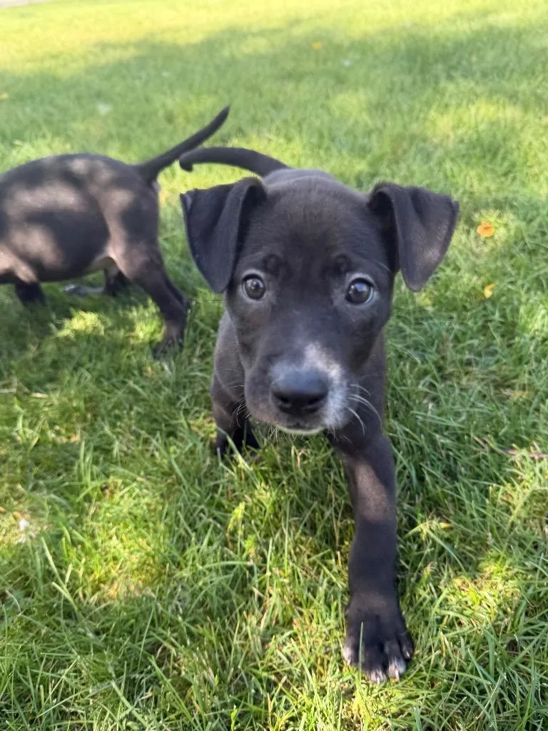 A baby medium-sized male Terrier dog named September for adoption in Wintersville, OH