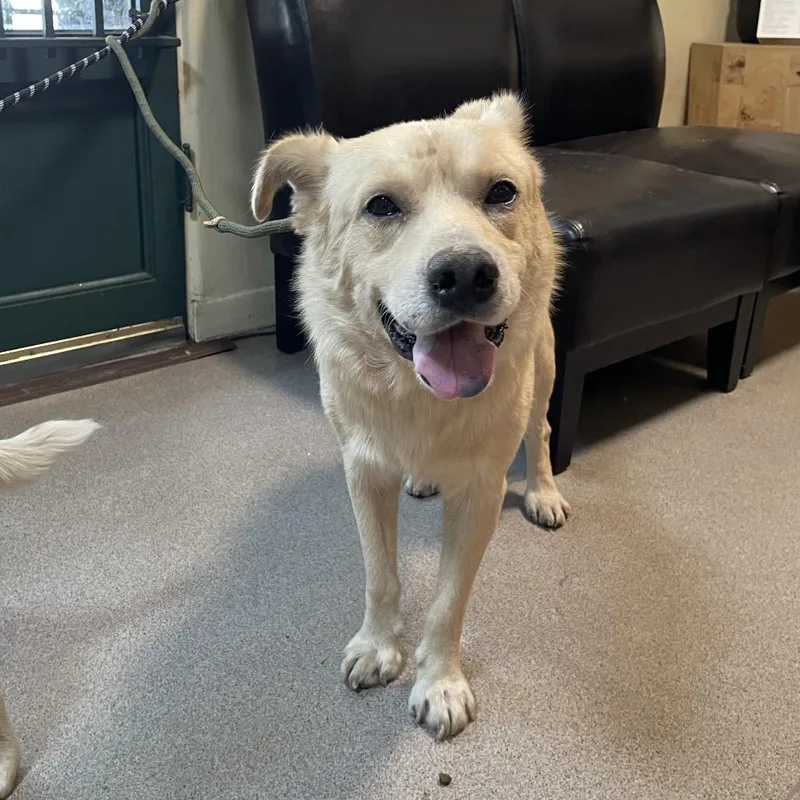 An adult medium-sized male Yellow / Tan / Blond / Fawn Labrador Retriever dog named Dragonfly for adoption in Pasadena, CA