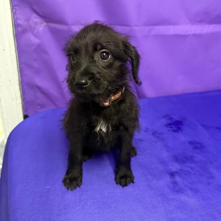 A baby small-sized female Black Pit Bull Terrier dog named Twyla for adoption in North Myrtle Beach, SC