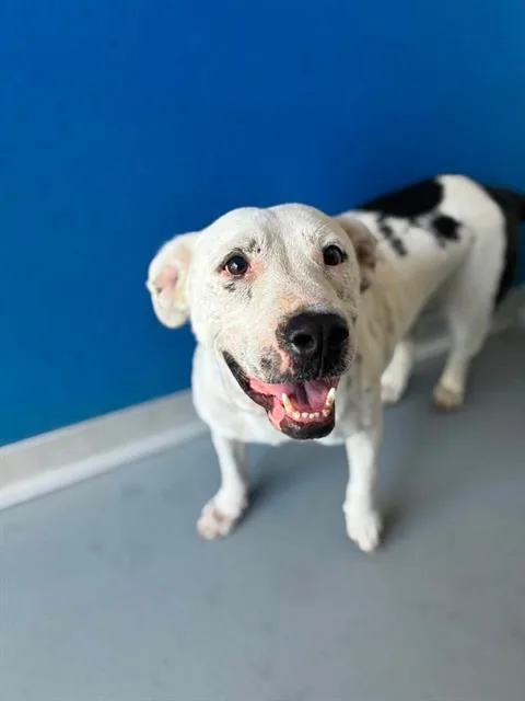 An adult large-sized female Pit Bull Terrier dog named Ray for adoption in Visalia, CA