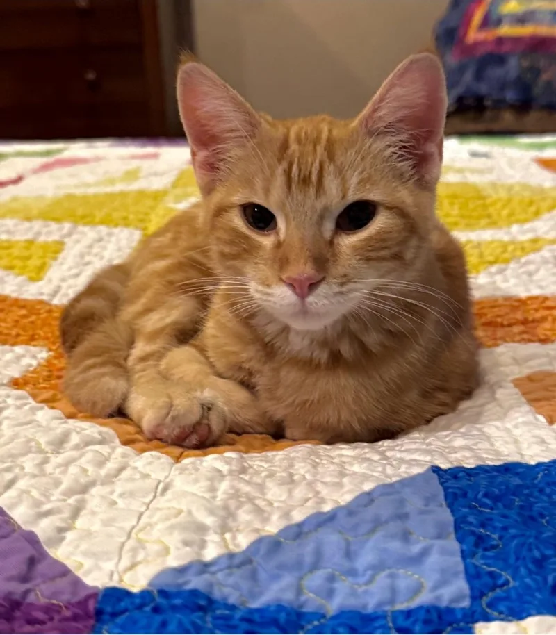 Cheddar thumbnail 2