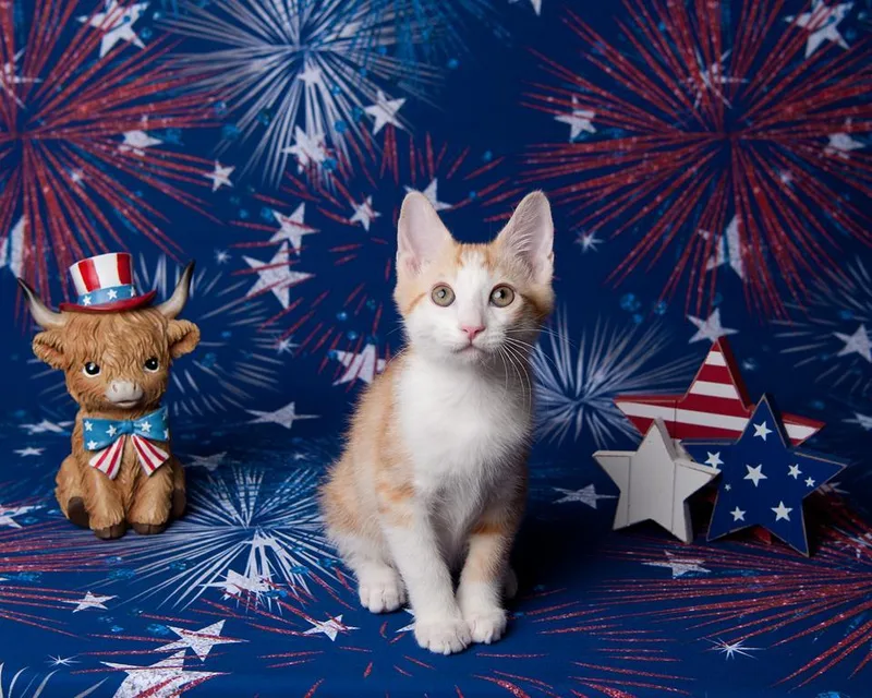 A baby small-sized male Orange / Red Domestic Short Hair cat named Chipper Le Chat for adoption in Chandler, AZ