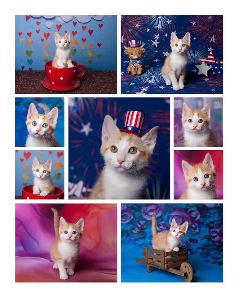 Chipper Le Chat thumbnail 2
