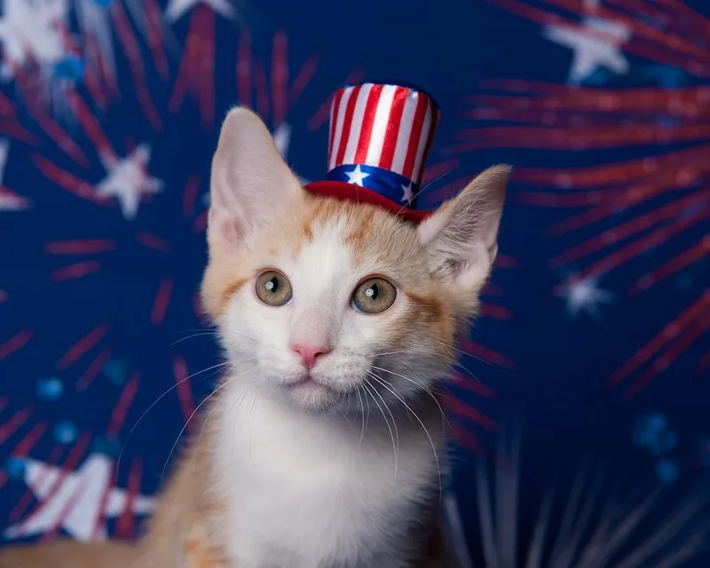 Chipper Le Chat thumbnail 3