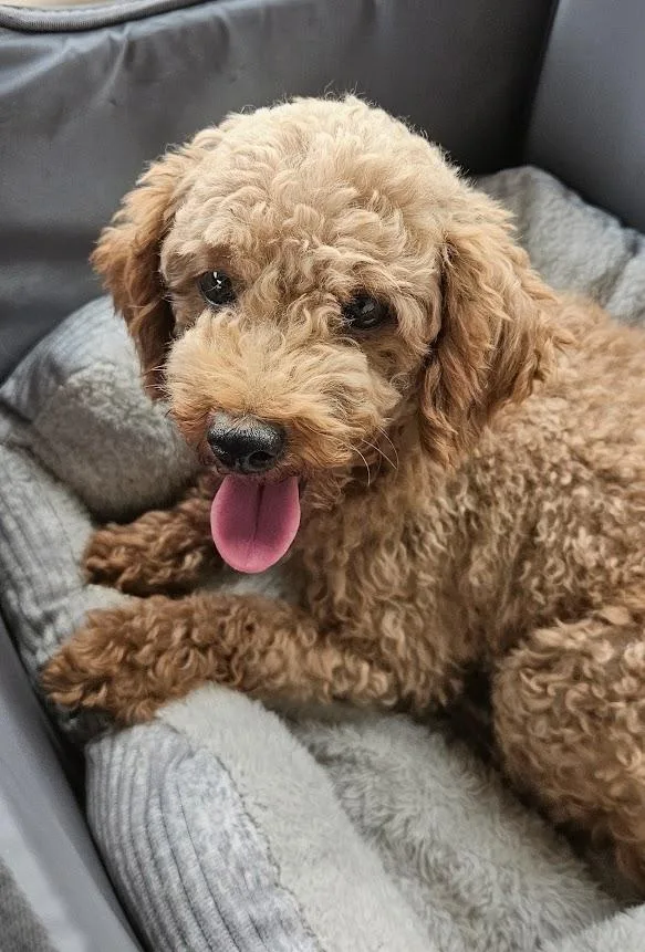 An adult small-sized female Poodle dog named Tater for adoption in Hartland, WI