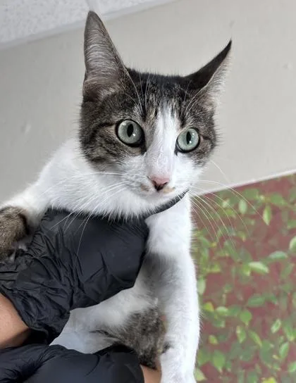 A young small-sized male Domestic Short Hair cat named Sam for adoption in San Antonio, TX