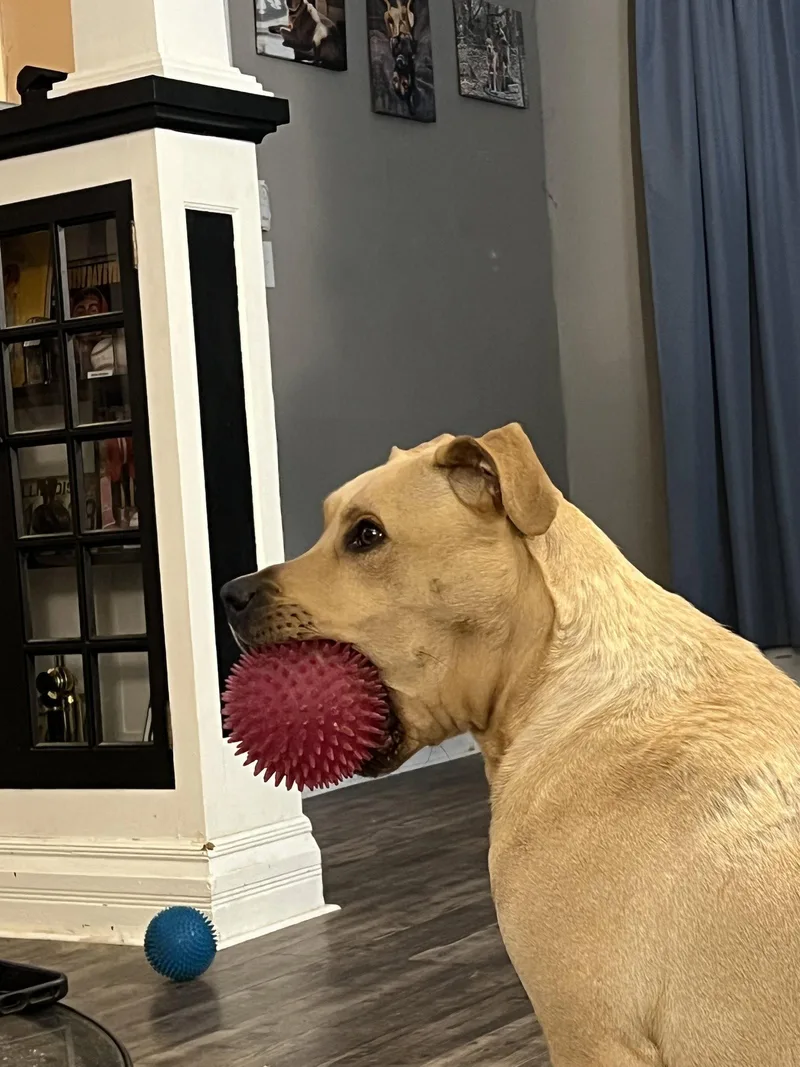 An adult large-sized male Pit Bull Terrier dog named Zeus for adoption in O'Fallon, MO