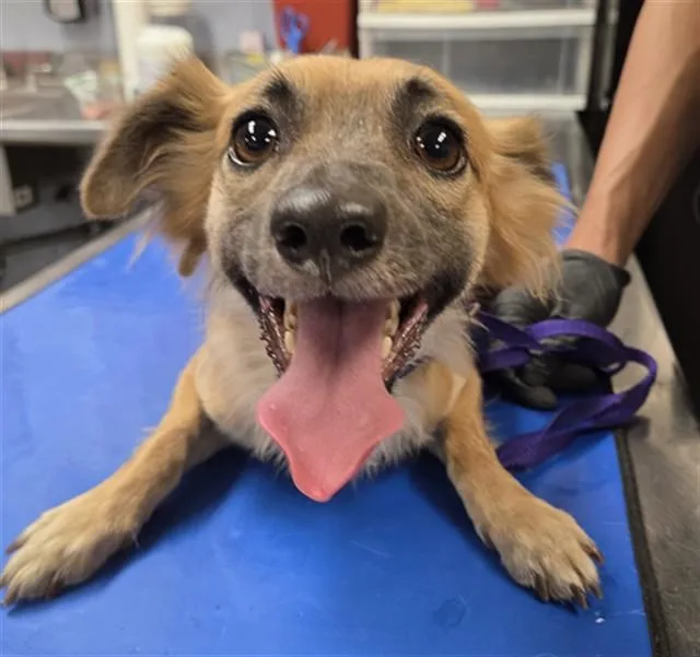 An adult small-sized male Chihuahua dog named Beaver for adoption in Phoenix, AZ