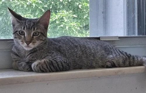 A young medium-sized male Domestic Short Hair cat named Zack PSP for adoption in Oakland Park, FL