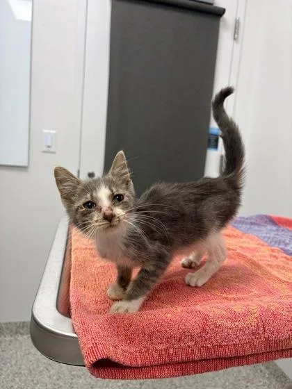 A baby small-sized female Gray / Blue / Silver Domestic Short Hair cat named Maxine for adoption in Kansas City, MO