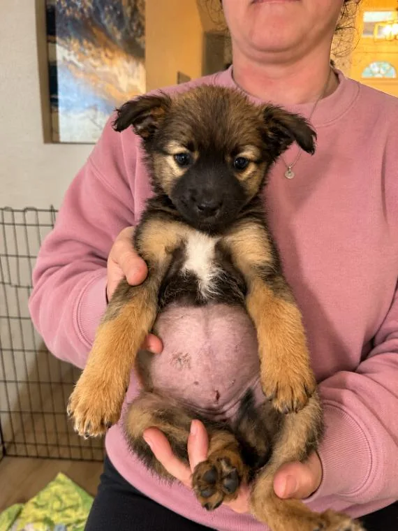 A young small-sized female Chihuahua dog named Delphi for adoption in North Bend, WA