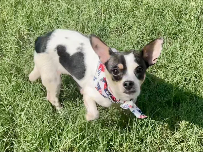 An adult small-sized female Tricolor (Brown, Black, & White) Chihuahua dog named Basil in Texarkana TX for adoption in Texarkana, TX