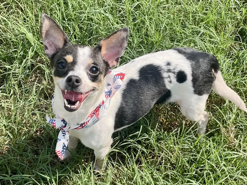 Basil in Texarkana TX thumbnail 2